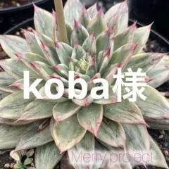 koba様