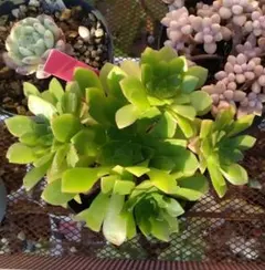 多肉植物　アエオニウム群生　抜き苗
