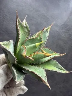 2026年最新】アガベ ブツブツの人気アイテム - メルカリ