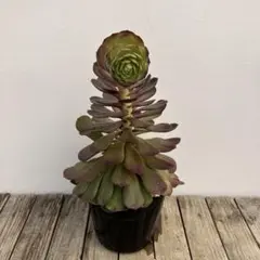 多肉植物　アエオニウム　ケイセイナカフのサムネイル