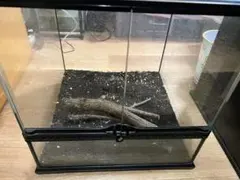 爬虫類ケージ GEX エキゾテラ グラステラリウム 3045 バックボード 3枚