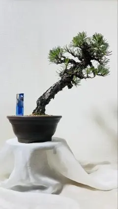 赤松 文人木】 樹齢約25年 那須塩原 山採り親木 実生 中品 高さ52
