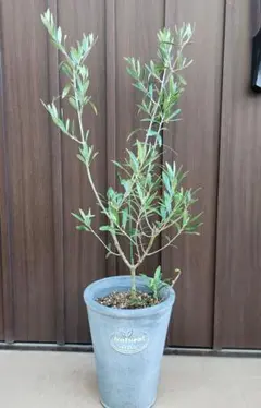オリーブの木 エルグレコ ファイバーセメント鉢 植え込み発送 オリーブの木 エルグレコ ファイバーセメント鉢 植え込み発送 - メルカリ
