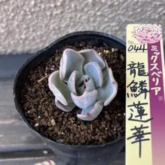 ミックスベリア 白銀姫 おらいさん4.5cm鉢 札なし 抜き苗発送 - メルカリ