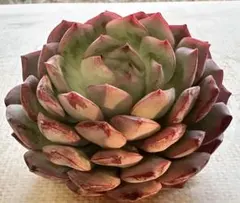 N*o様 2837新入荷　エメラルドワルツ　エケベリア　多肉植物　撮影2月1日