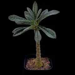 激レア【ドルステニア ギガス実生】 親株に セラアート4号ロング発送 G51 激レア【ドルステニア ギガス実生】 親株に セラアート4号ロング