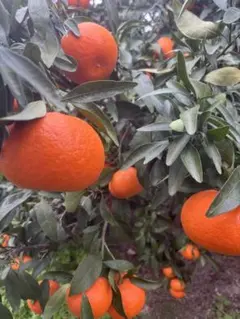 2026年最新】麗紅みかんの人気アイテム - メルカリ