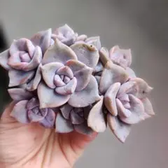 ひーちゃん様 リクエスト 2点　ライラックも まとめ商品