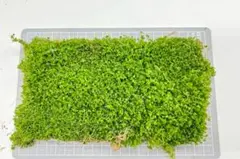 よしよし様 リクエスト 2点 まとめ商品