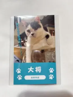 猫カフェMOCHA 吉祥寺店 総選挙 にゃんず名刺