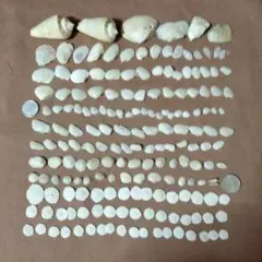 様々な白い貝殻セット