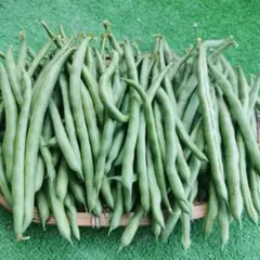 農薬不使用 いんげん 箱込み 800g 7/11 15:30迄 当日発送 千葉のサムネイル
