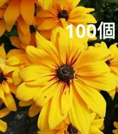 市田柿様 リクエスト 2点 まとめ商品