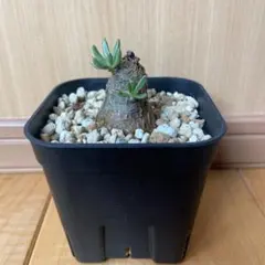 2025年最新】チレコドンの人気アイテム - メルカリ