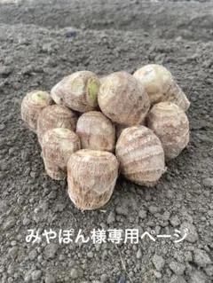 みやぽん様専用ページ