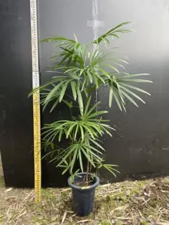 シュロチク 棕櫚竹 8号鉢 47 - メルカリ