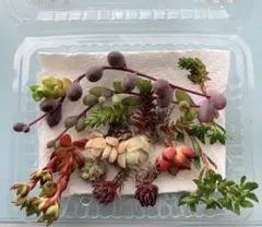 多肉植物 多肉弁当 カット苗抜き苗10種セット