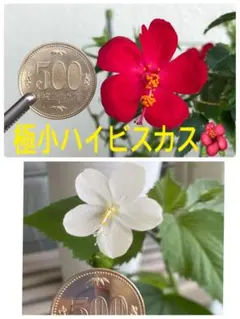 希少　沖縄　極小ハイビスカスの種（赤）のサムネイル