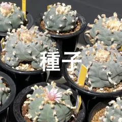 ごま油　プロフ必須様 リクエスト 2点 まとめ商品