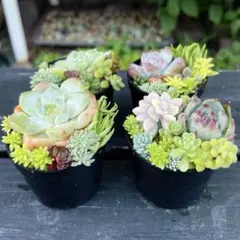 otafuku/出品停止中様 リクエスト 4点 まとめ商品