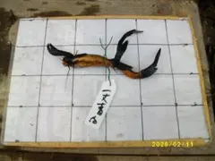 aki様 リクエスト 2点 まとめ商品