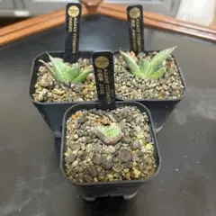 2026年最新】アガベ 子株 セットの人気アイテム - メルカリ