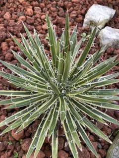 アガベ　滝の白糸　9号鉢つき　耐寒強❗ アガベ 滝の白糸 9号鉢つき 耐寒強❗