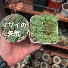 【ポット組み合わせ選べます】多肉植物セットのサムネイル