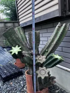 2025年最新】鬼面角 ブランチの人気アイテム - メルカリ