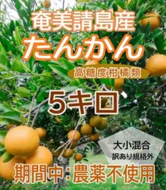 ネコ様専用画面　奄美請島産たんかん　5キロ　期間中農薬不使用　高糖度柑橘類