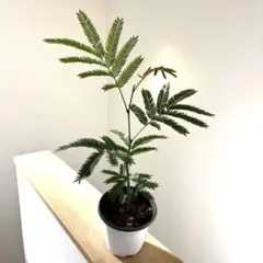 Kuryu様 リクエスト 3点 まとめ商品