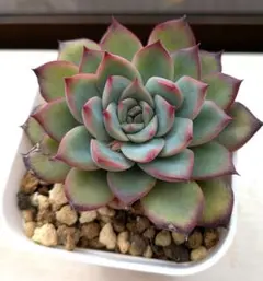 2026年最新】多肉 リンゼアナの人気アイテム - メルカリ