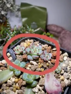 7/9更新　おらいさん苗　ミックスベリア　紫紺の矢　葉挿し苗　4株セット