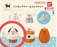 Maison terrier カップケーキ