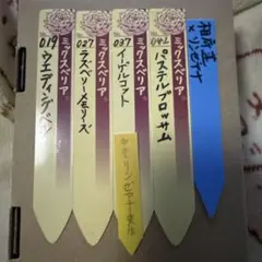 札のみ☆ミックスベリア おらいさん苗 サンセットグレイ含む5種セット