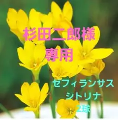 杉田二郎様 リクエスト 4点 まとめ商品