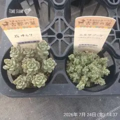 ２ポットセット②のサムネイル