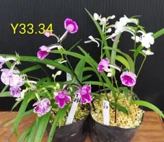 ウチョウラン　2鉢　 Y33 Y34のサムネイル