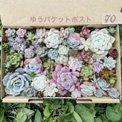 ✾70ちまちま寄せ植え　カット苗　多肉植物　寄せ植えセット　詰め合わせ　多種類苗