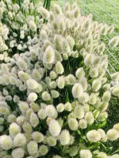 ⭐のこのこ☆様 リクエスト 2点 まとめ商品