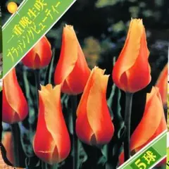 おとちゃん様 リクエスト 2点 まとめ商品