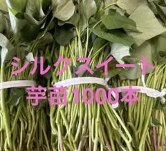 シルクスイート 1000本 新鮮さつまいも苗 無農薬 - メルカリ