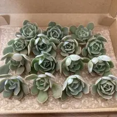 多肉植物ルンヨニー15カット！
