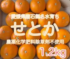 農薬＊化学肥料＊除草剤不使用　愛媛県産せとか　1.2kg