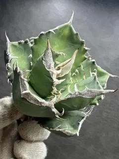 2026年最新】アガベsadの人気アイテム - メルカリ