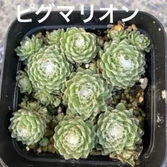 2026年最新】多肉植物 センペルビウムの人気アイテム - メルカリ