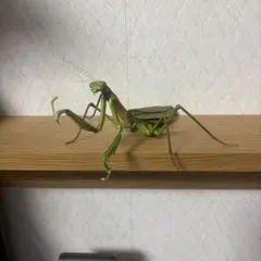 いきもの大図鑑アドバンス　オオカマキリとショウリョウバッタ　3種のサムネイル