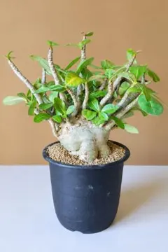 アデニウム・アラビカム・ドワーフ5号大株 塊根植物鉢植え