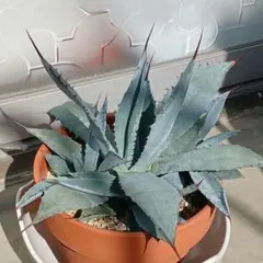 2026年最新】屈原の舞扇の人気アイテム - メルカリ