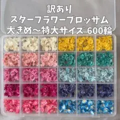 〔訳あり〕スターフラワーブロッサム 大きめ〜特大サイズ 600輪